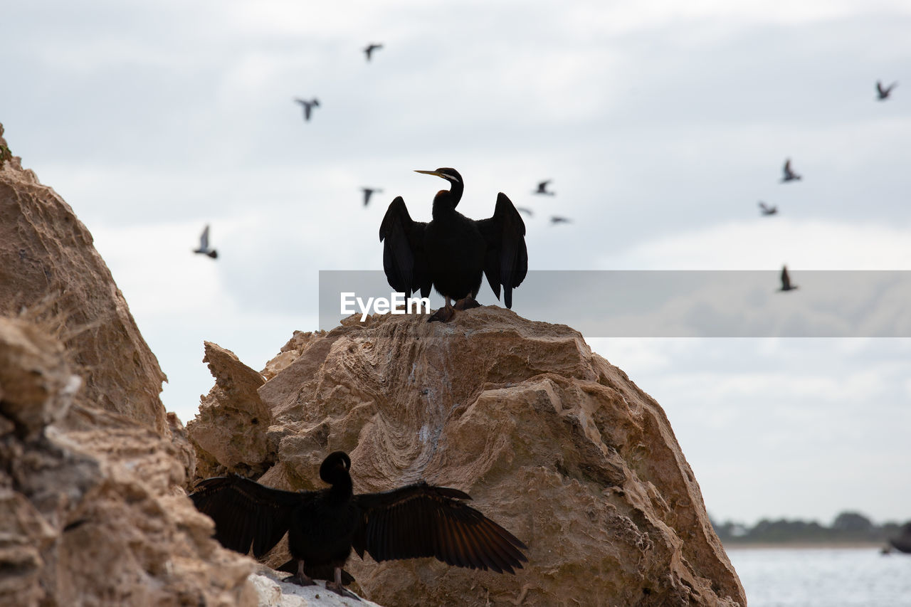 Cormorants on rock at beach against sky