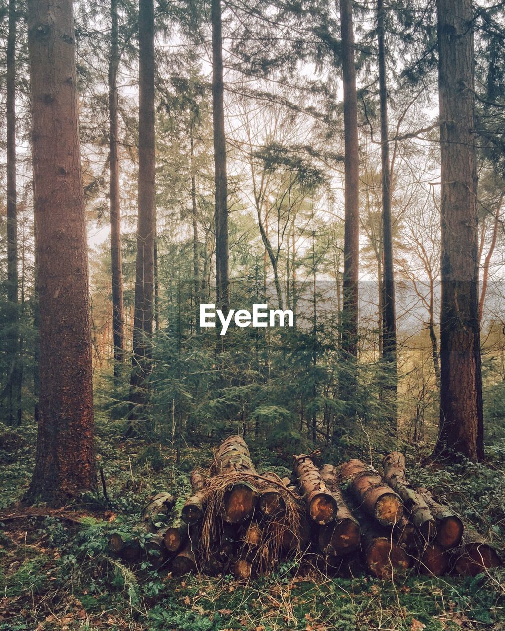 Logs and trees in forest