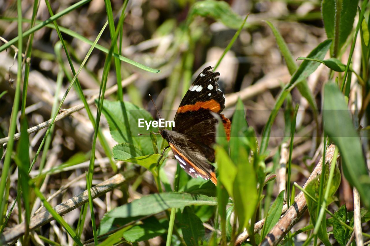 CLOSE-UP OF INSECT ON PLANT