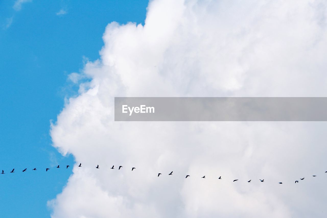 LOW ANGLE VIEW OF BIRDS FLYING IN THE SKY