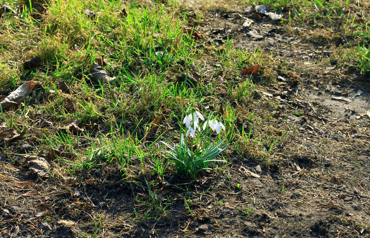 CLOSE-UP VIEW OF GRASS