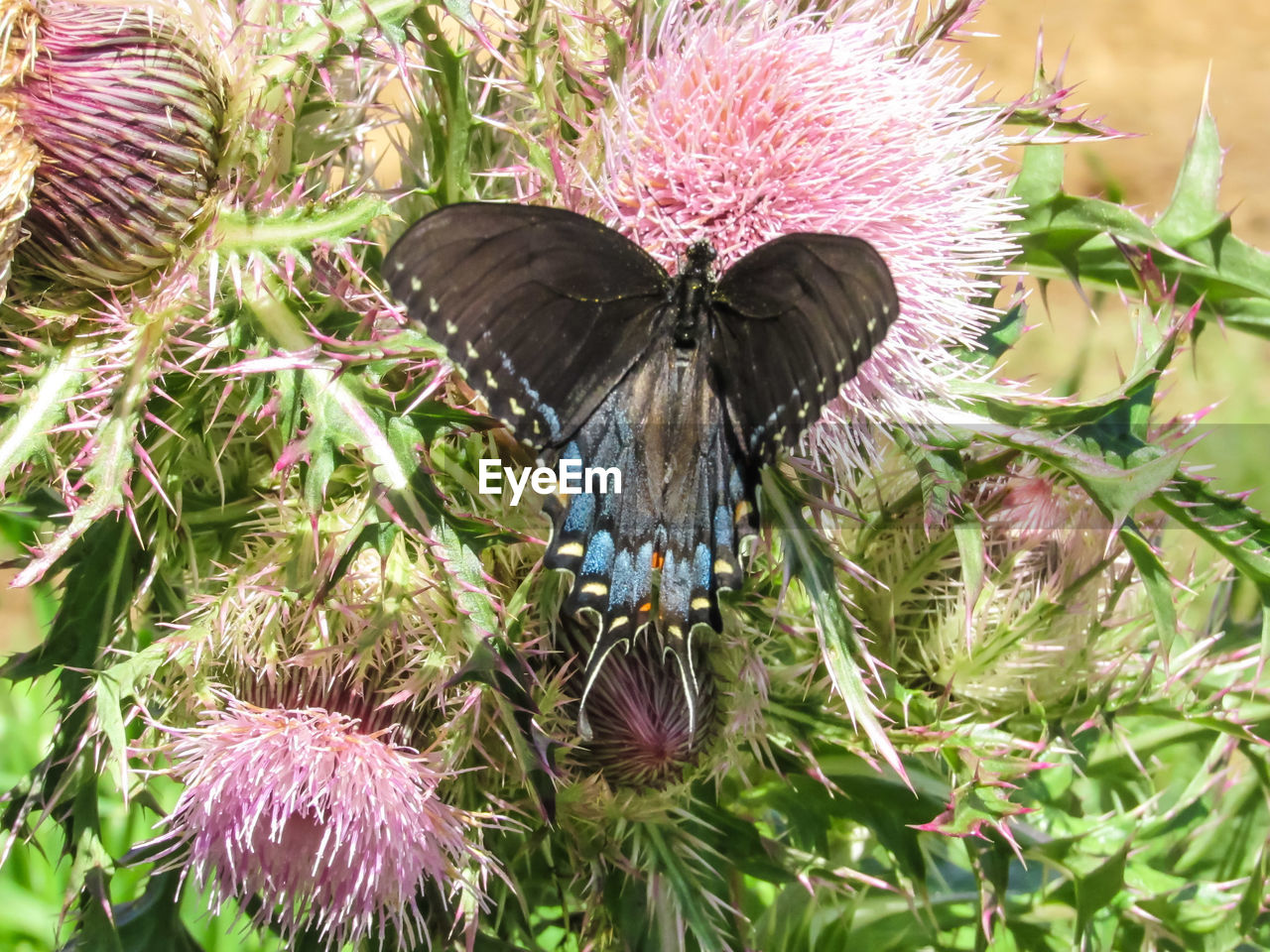 CLOSE-UP OF BUTTERFLY POLLINATING ON PURPLE FLOWER