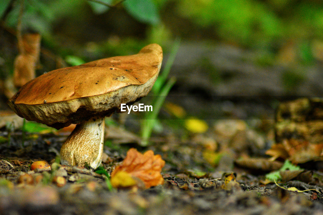 fungus, mushroom, vegetable, nature, food, plant, growth, land, forest, autumn, macro photography, close-up, leaf, food and drink, tree, no people, woodland, beauty in nature, selective focus, moss, toadstool, surface level, outdoors, fragility, edible mushroom, day, plant part, freshness, penny bun, poisonous, bolete, field, wildlife