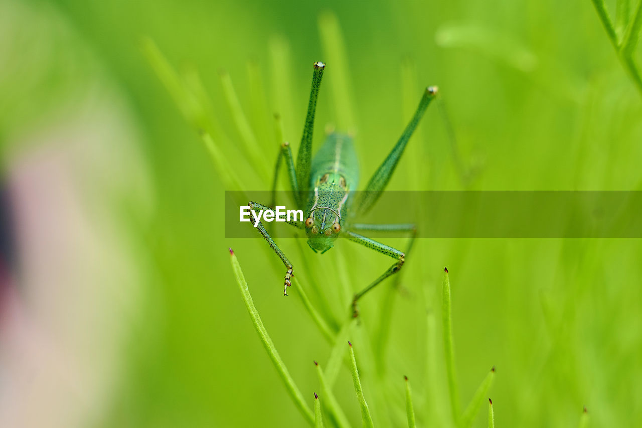 Close-up of insect on plant