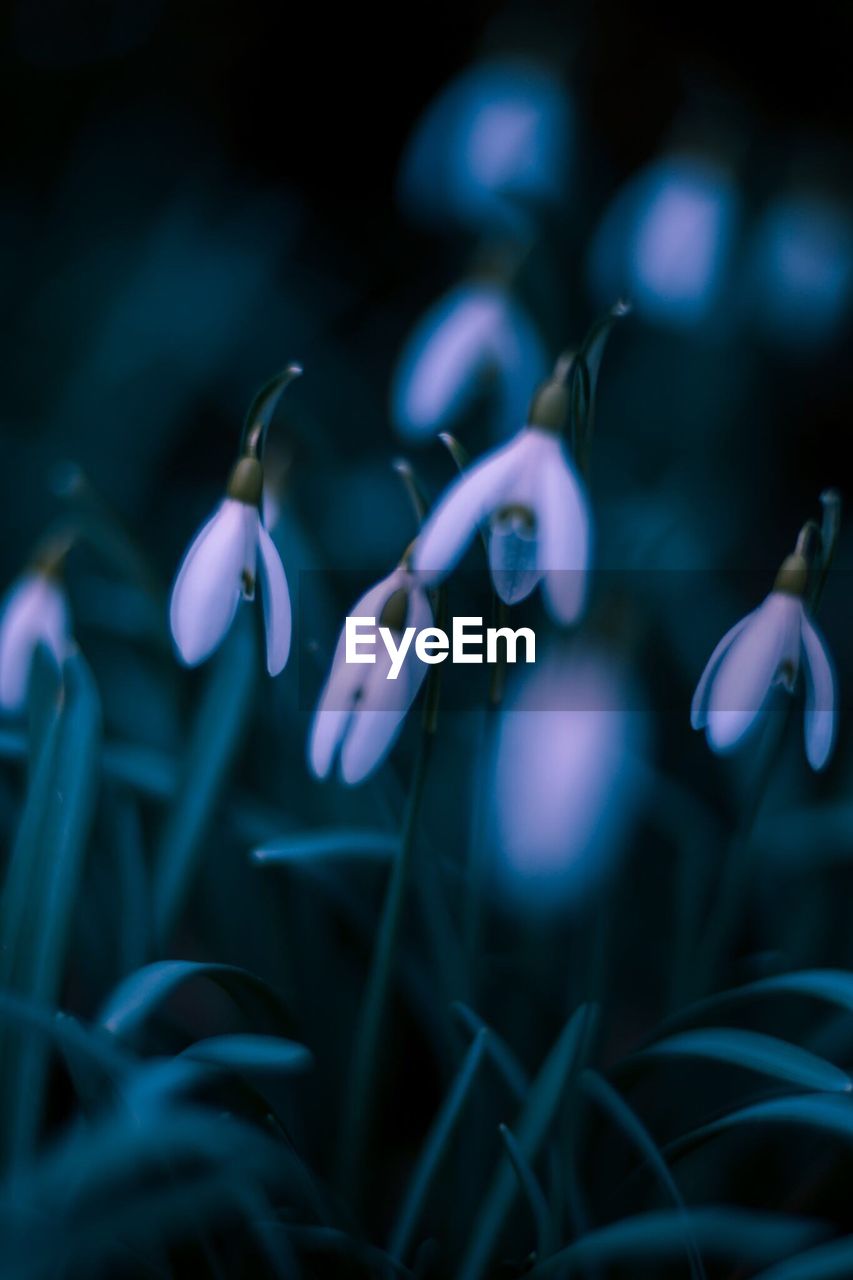 CLOSE-UP OF FLOWERS IN WATER AT AQUARIUM