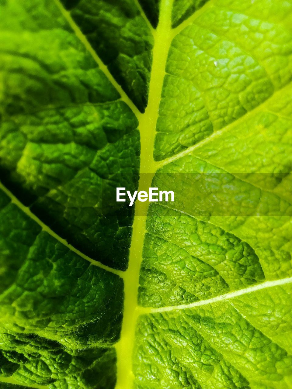 CLOSE-UP OF GREEN LEAVES