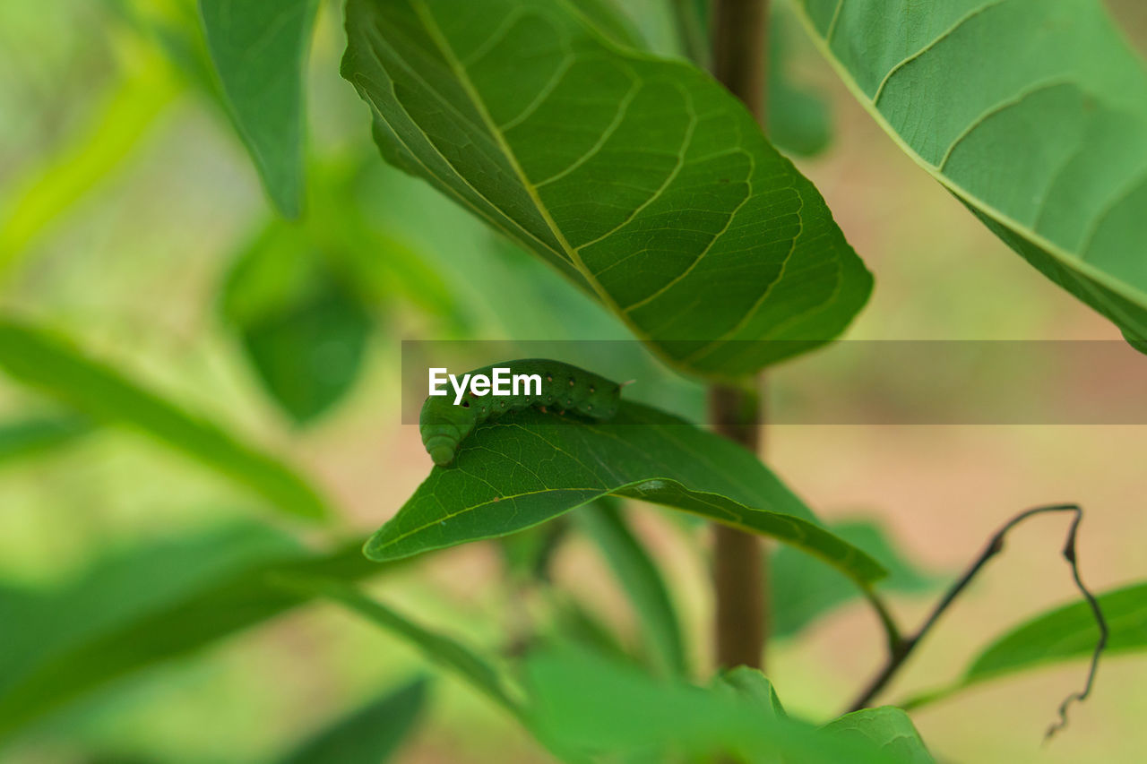 leaf, plant part, green, plant, nature, tree, close-up, branch, no people, growth, food, beauty in nature, environment, food and drink, produce, flower, outdoors, freshness, selective focus, land, plant stem, agriculture, leaf vein, summer