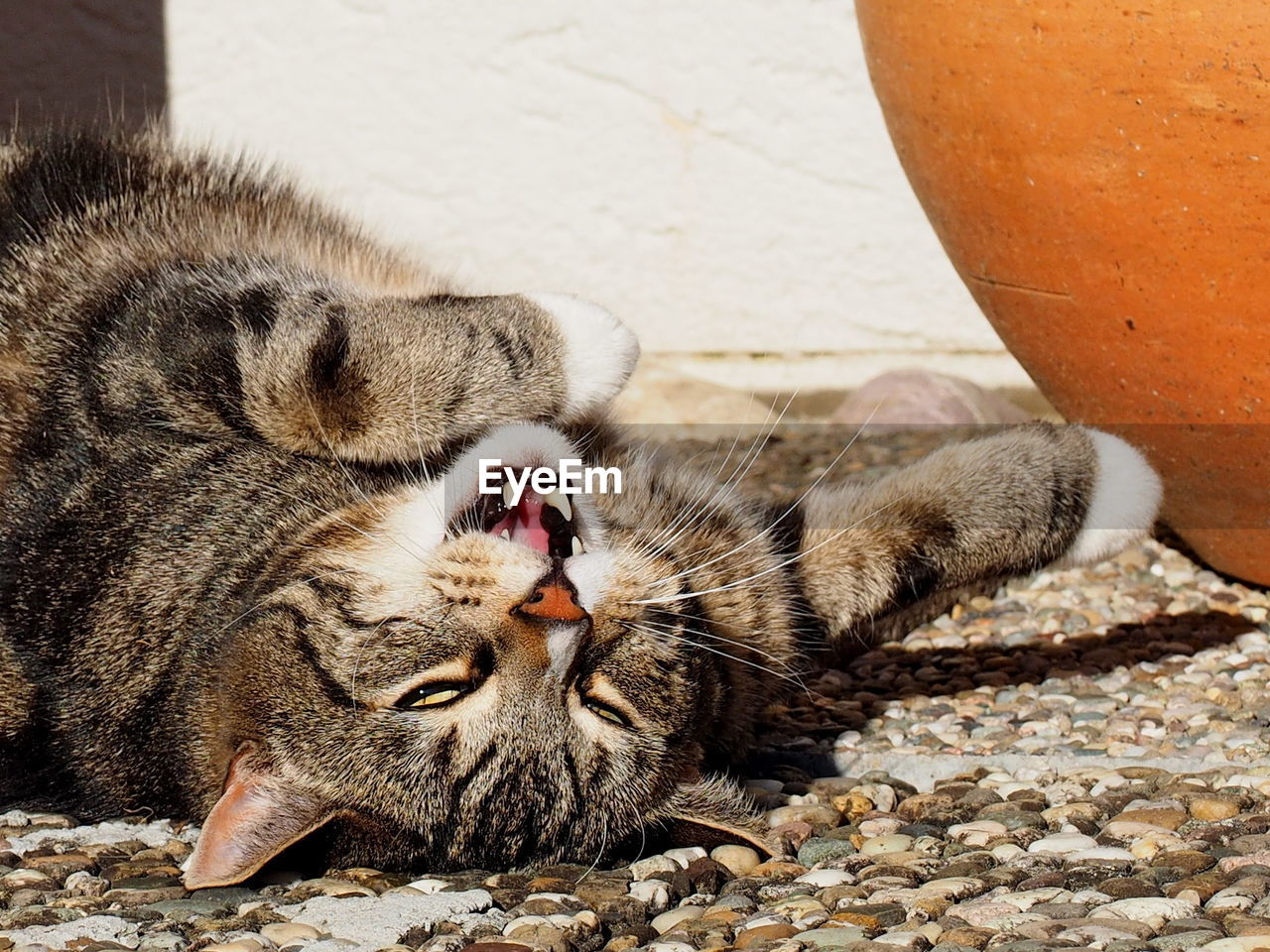 HIGH ANGLE VIEW OF A CAT RESTING ON ROCK