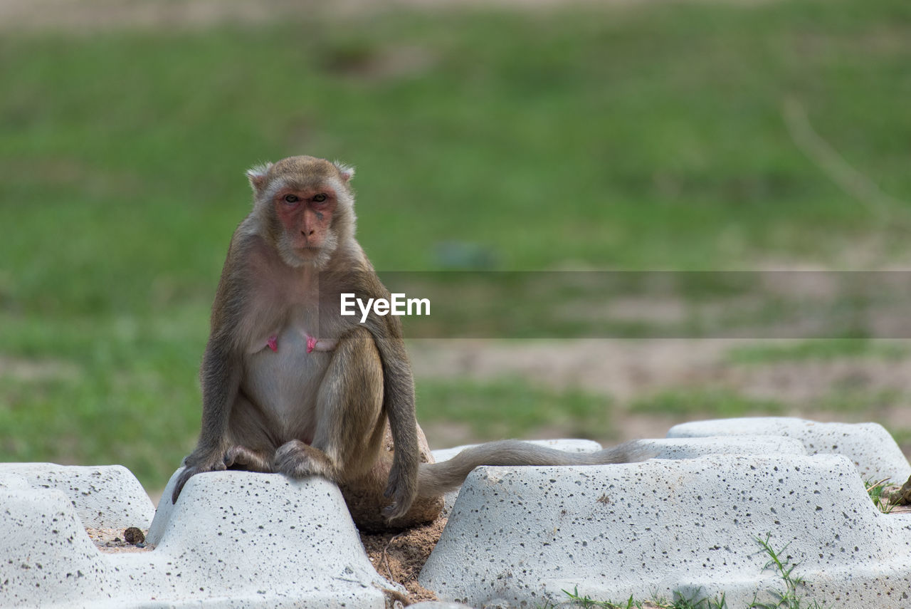 Monkey looking away while sitting on rock against wall