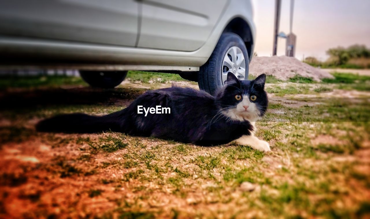 PORTRAIT OF A CAT LYING ON CAR