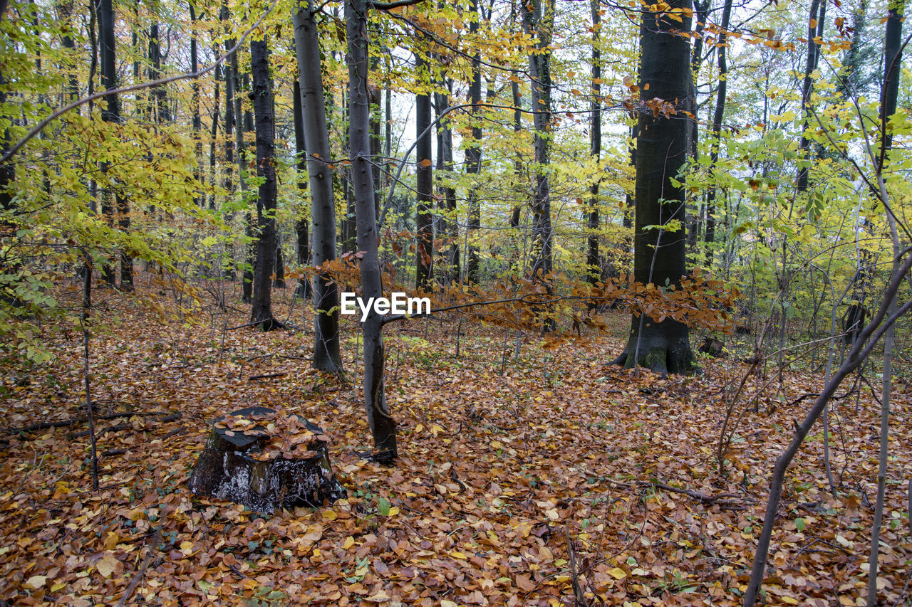 Trees in forest during autumn