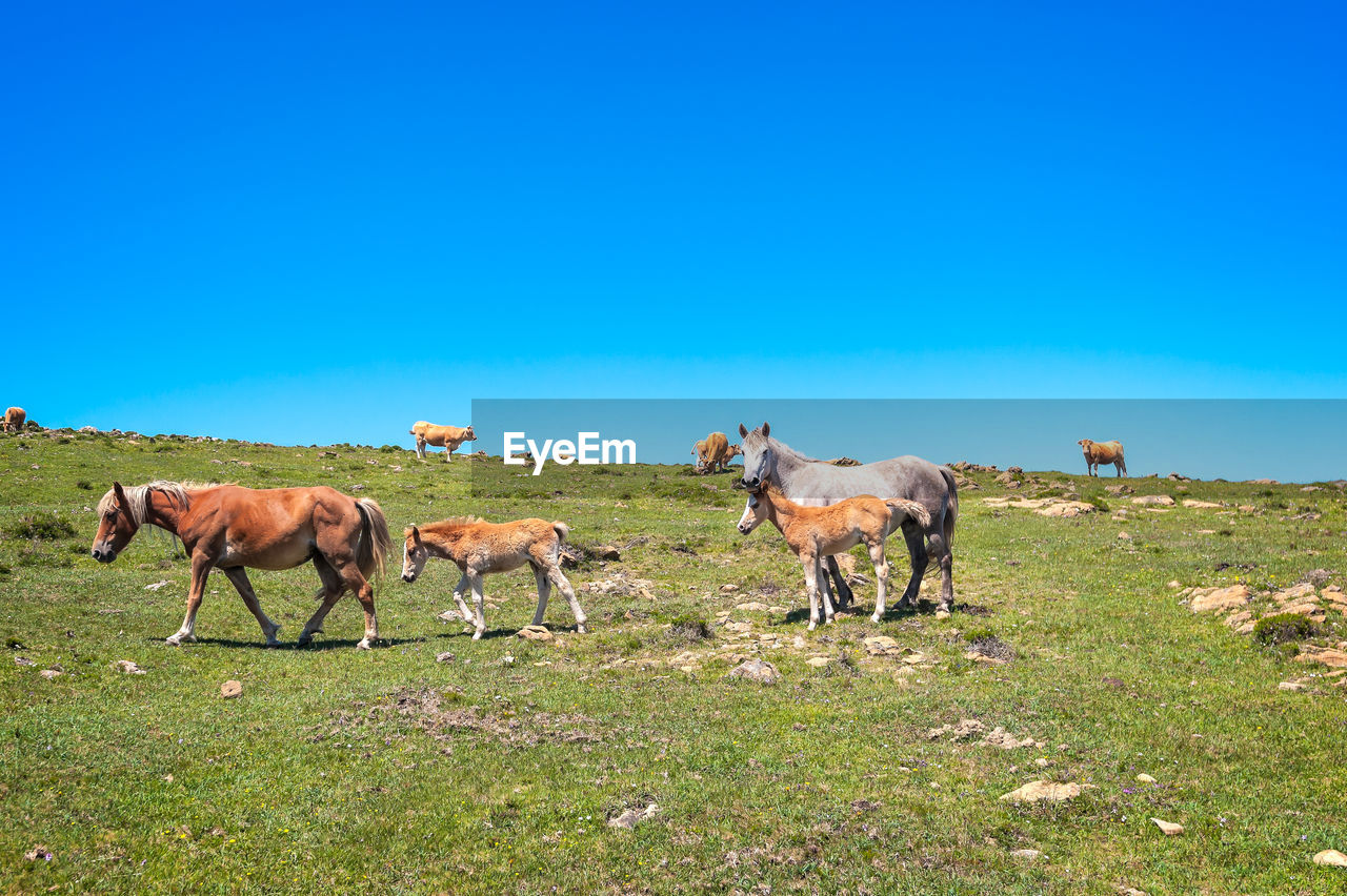 HORSES STANDING IN FIELD