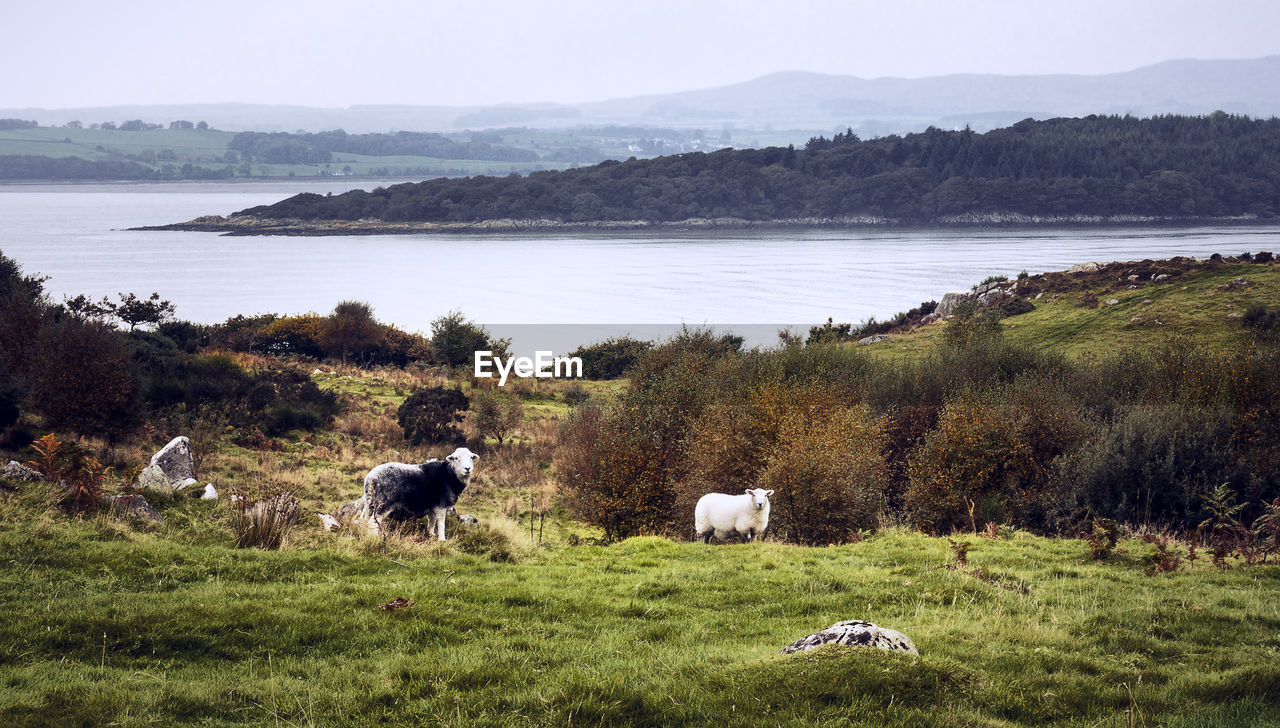 FLOCK OF SHEEP GRAZING IN FIELD