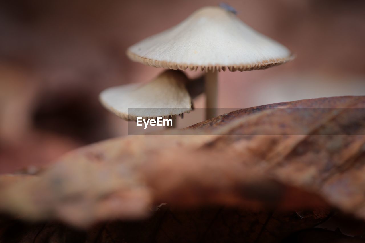 CLOSE-UP OF MUSHROOMS GROWING ON FIELD