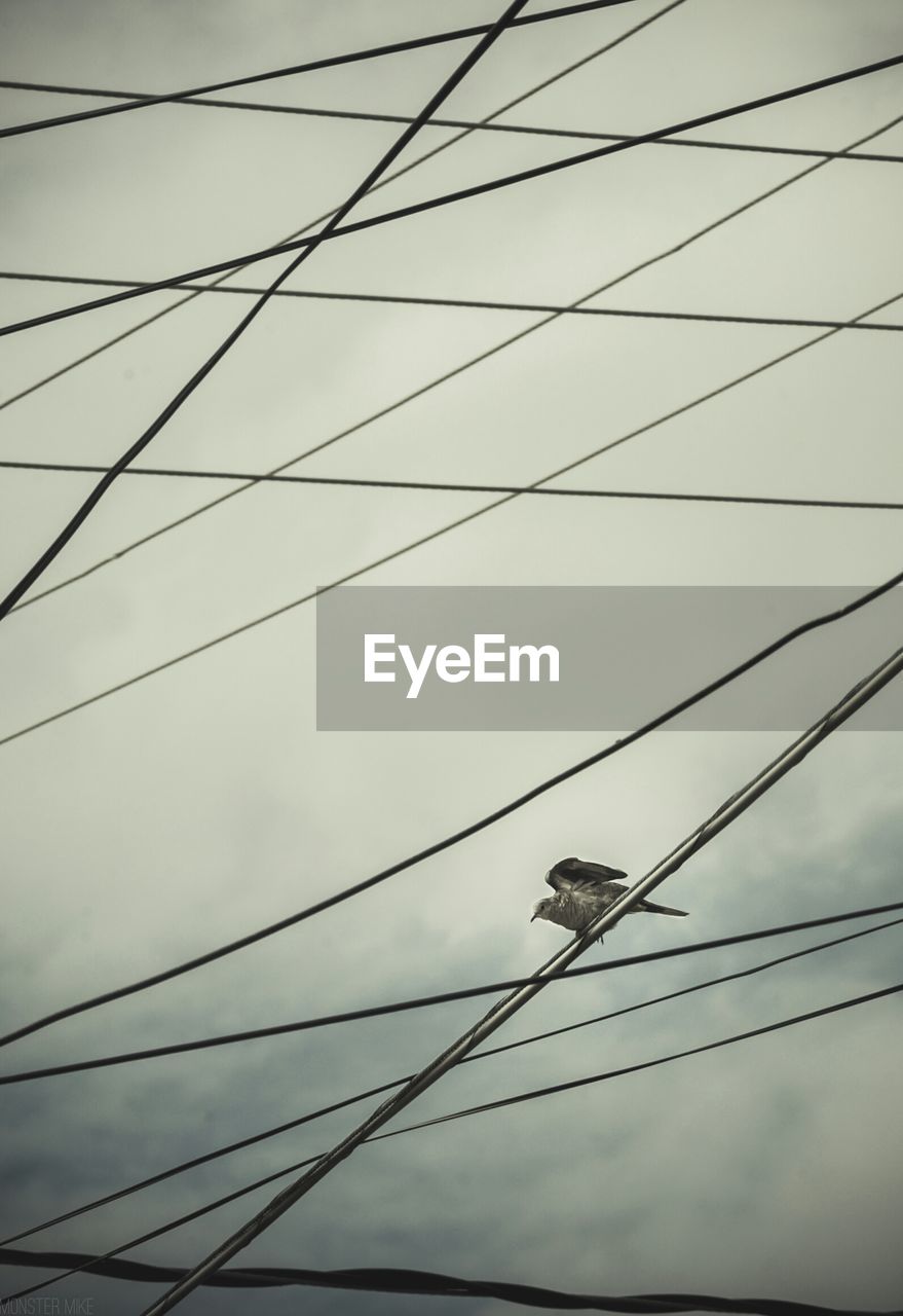 Low angle view of bird perching on cable against sky