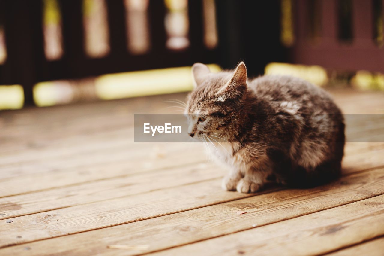 Cat looking away