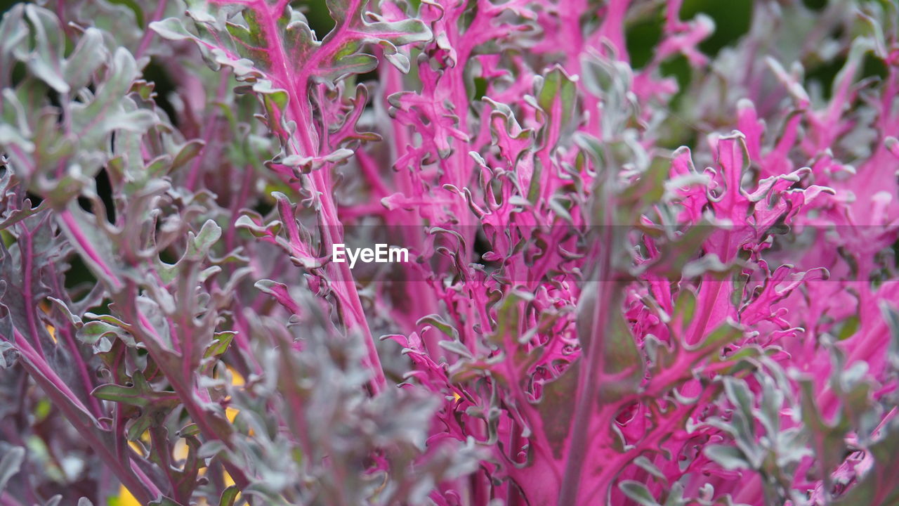 plant, flower, flowering plant, beauty in nature, growth, freshness, pink, close-up, nature, fragility, no people, shrub, selective focus, herb, day, purple, blossom, outdoors, wildflower, petal, full frame, botany, backgrounds, plant part