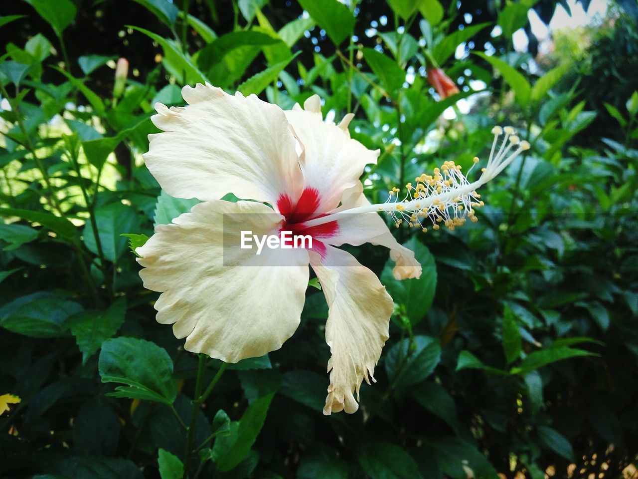 CLOSE-UP OF WHITE HIBISCUS