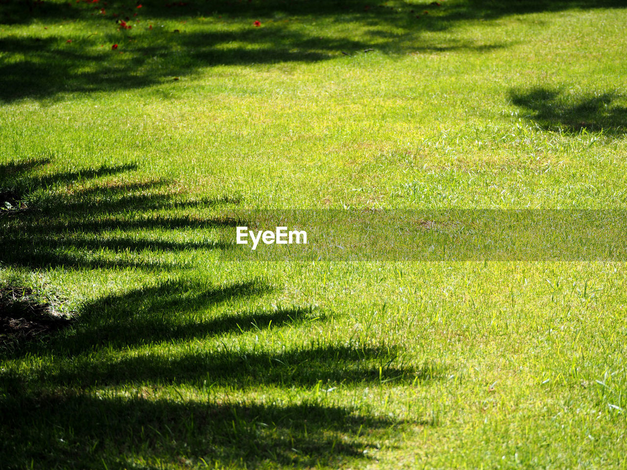 Sunlight falling on grassy field