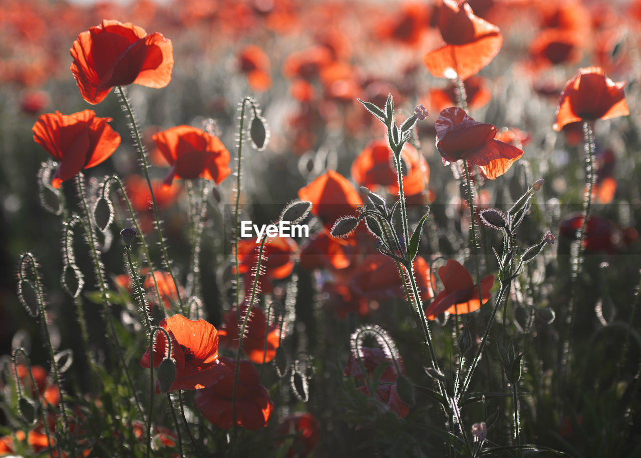 plant, poppy, flower, beauty in nature, flowering plant, nature, growth, red, orange color, freshness, no people, land, field, close-up, landscape, fragility, day, sunlight, outdoors, focus on foreground, wildflower, petal, tranquility, environment, flower head, inflorescence, sky, selective focus, leaf, sunset, meadow, botany, scenics - nature, non-urban scene, prairie