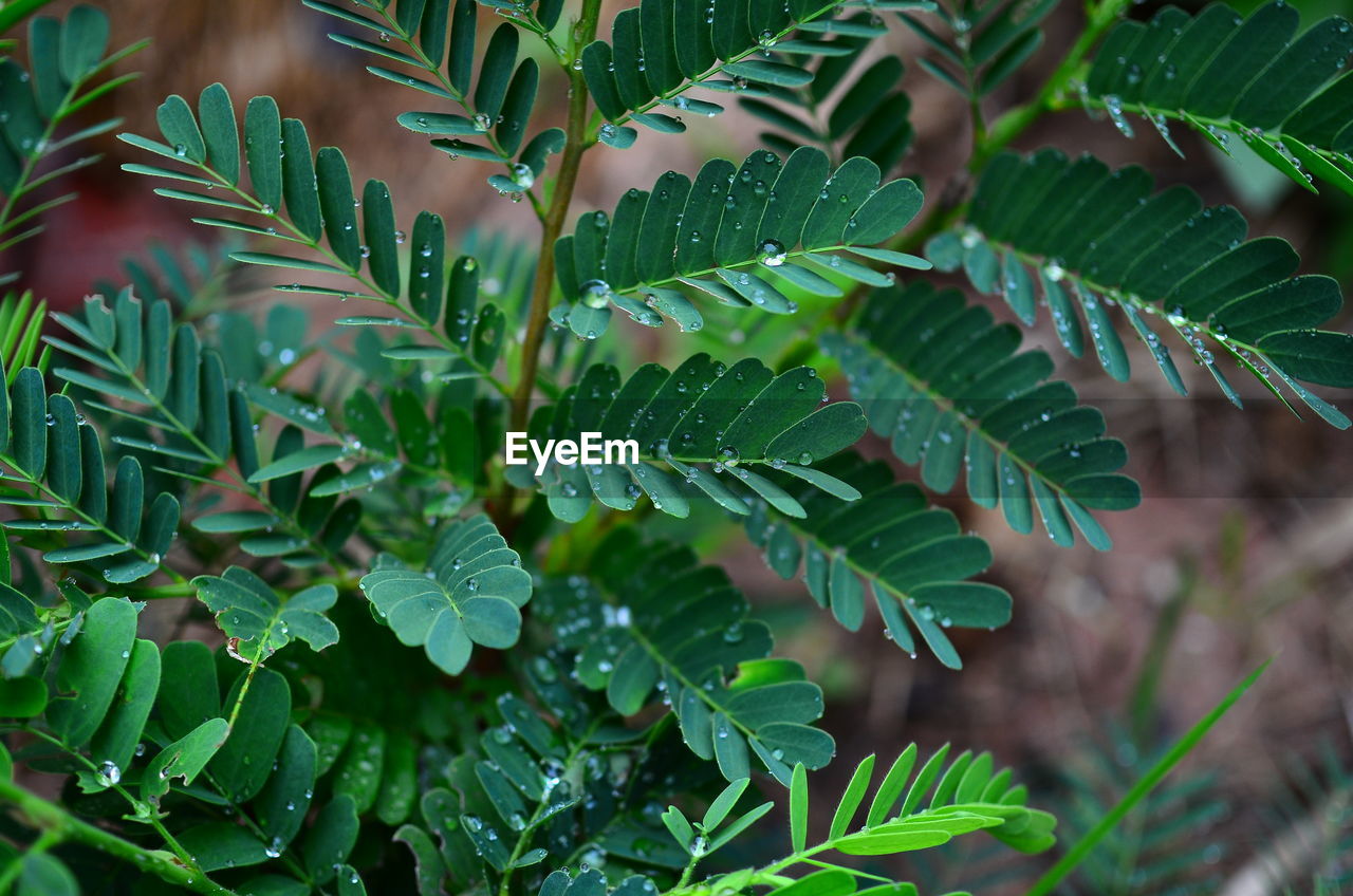 Close-up of palm tree