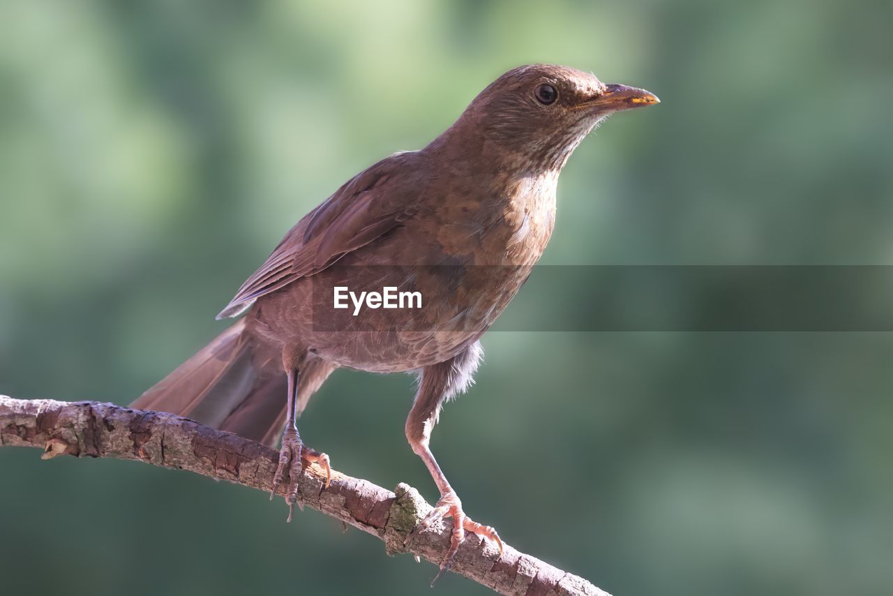 Close-up of a bird perching on branch