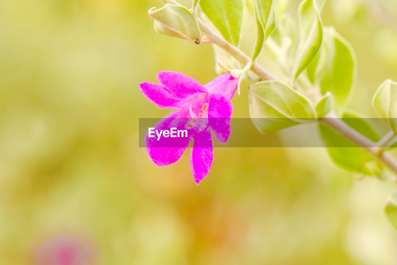CLOSE-UP OF PINK FLOWER PLANT