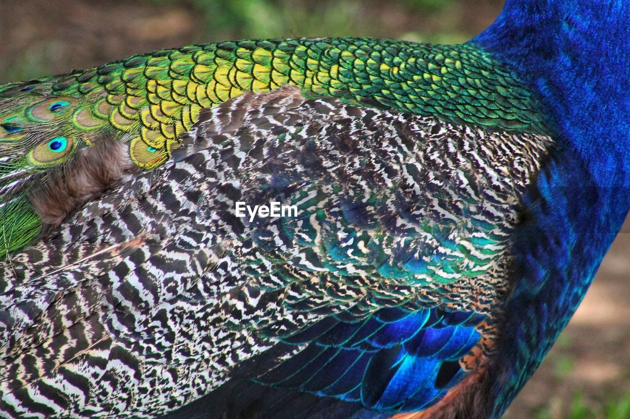 Close-up of peacock feathers
