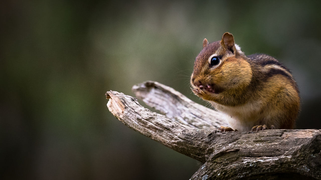 Close-up of squirrel in the wild