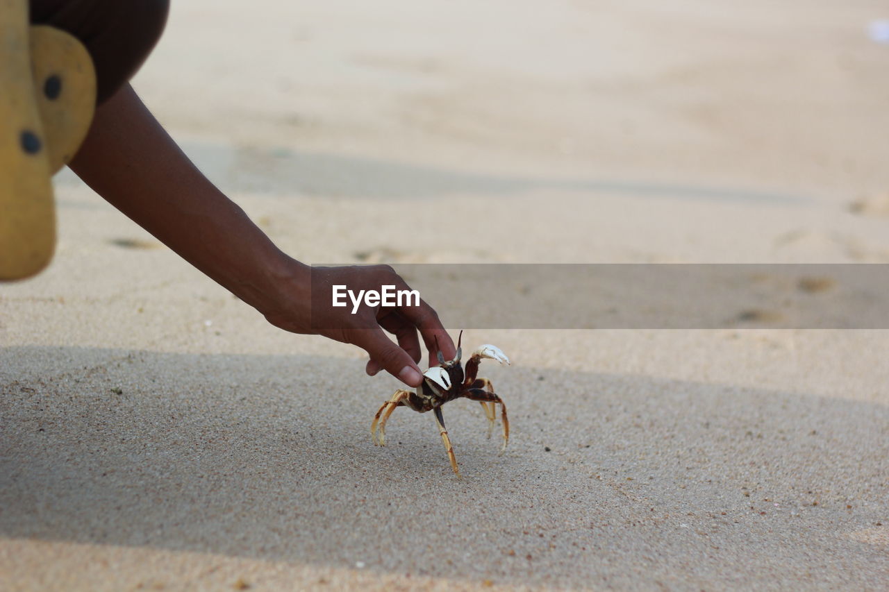 Close-up of hand holding crab at beach