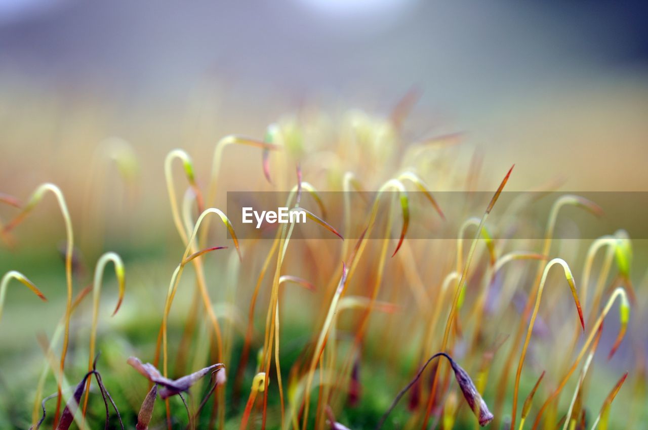 Close-up of young plants against blurred background