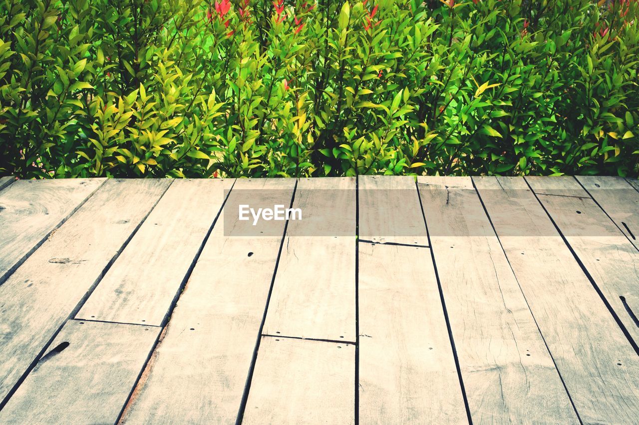 HIGH ANGLE VIEW OF PLANTS GROWING ON WOODEN FLOOR