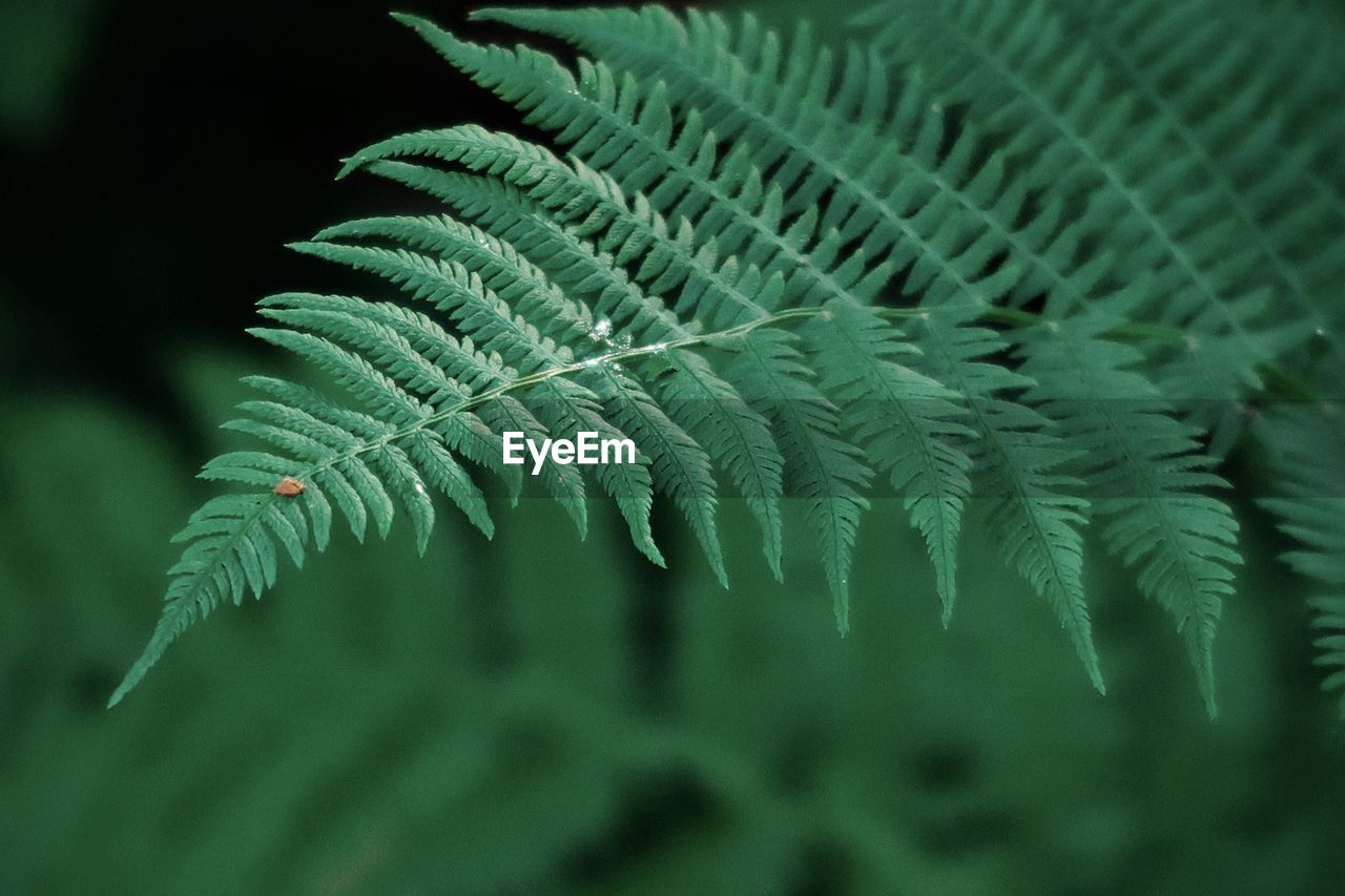 Close-up of fern leaves