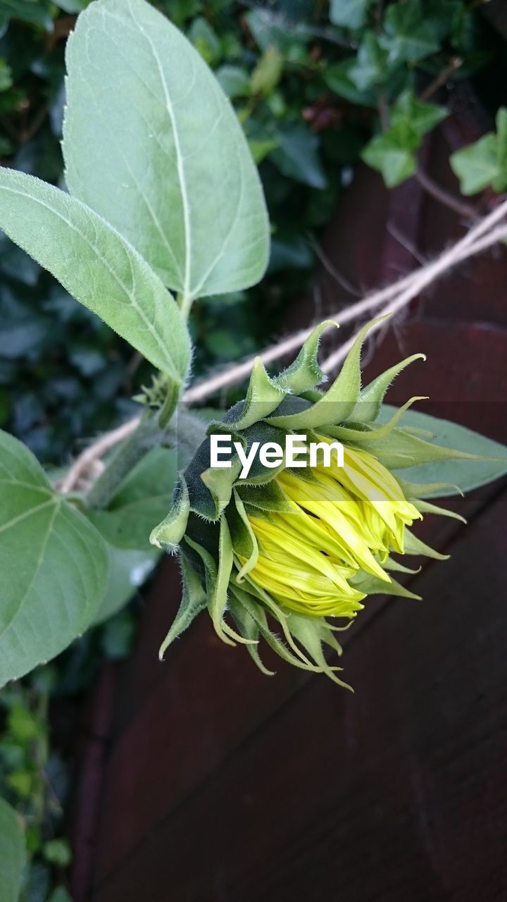 CLOSE-UP OF GREEN LEAF