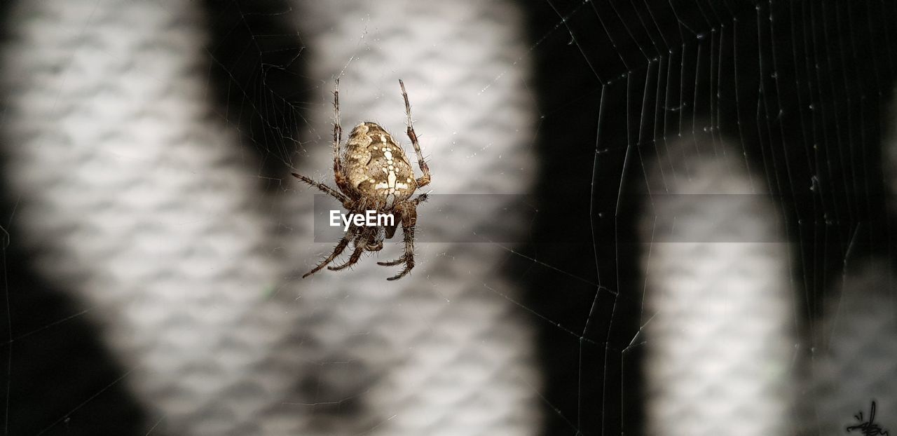 Close-up of spider on web