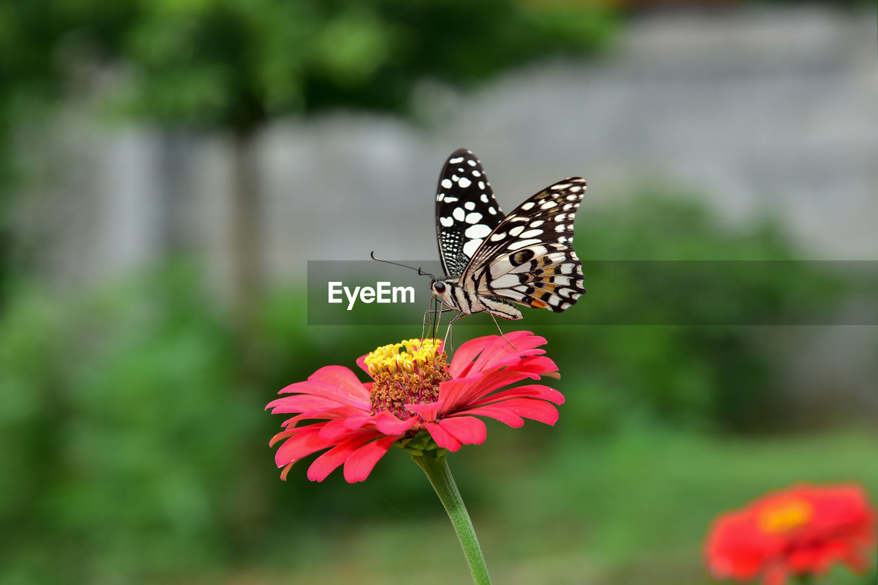 BUTTERFLY ON LEAF