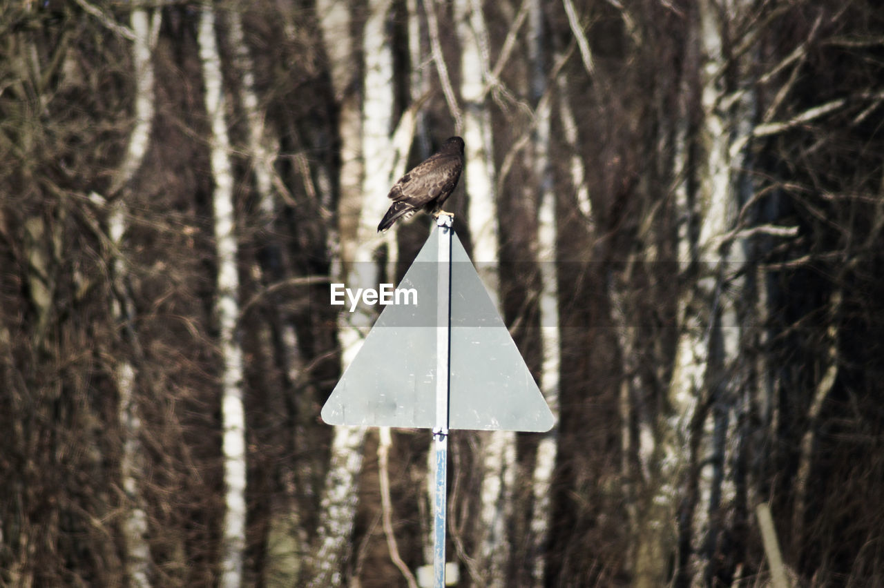 Kite bird perching on information sign against trees