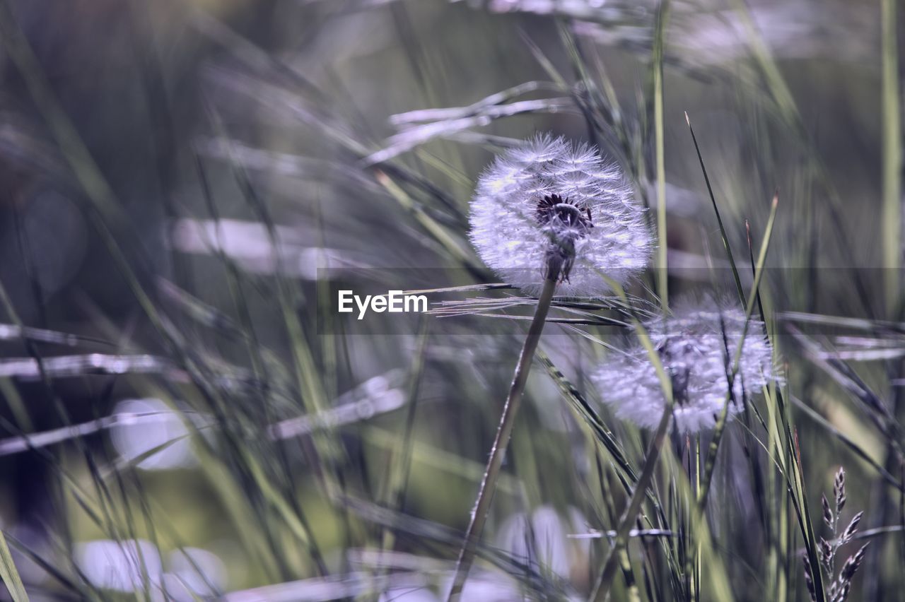 Close-up of dandelion flower on field