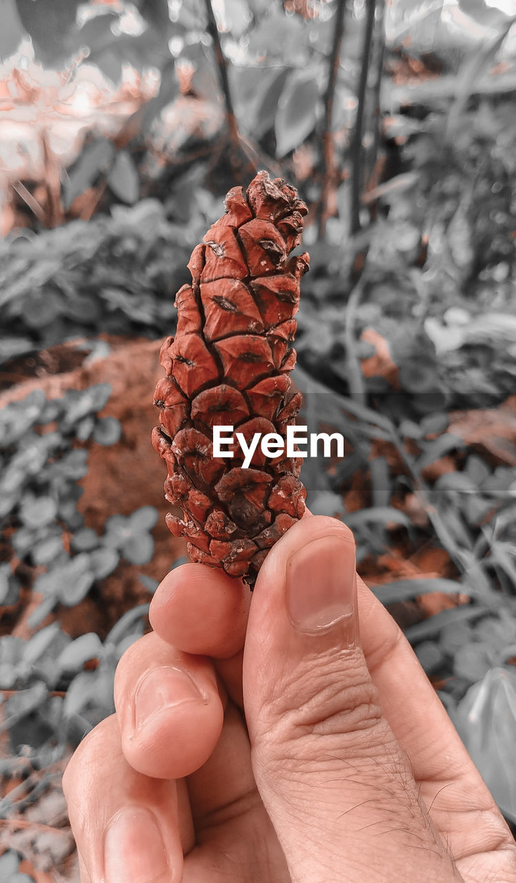 CLOSE-UP OF HUMAN HAND HOLDING PINE CONE