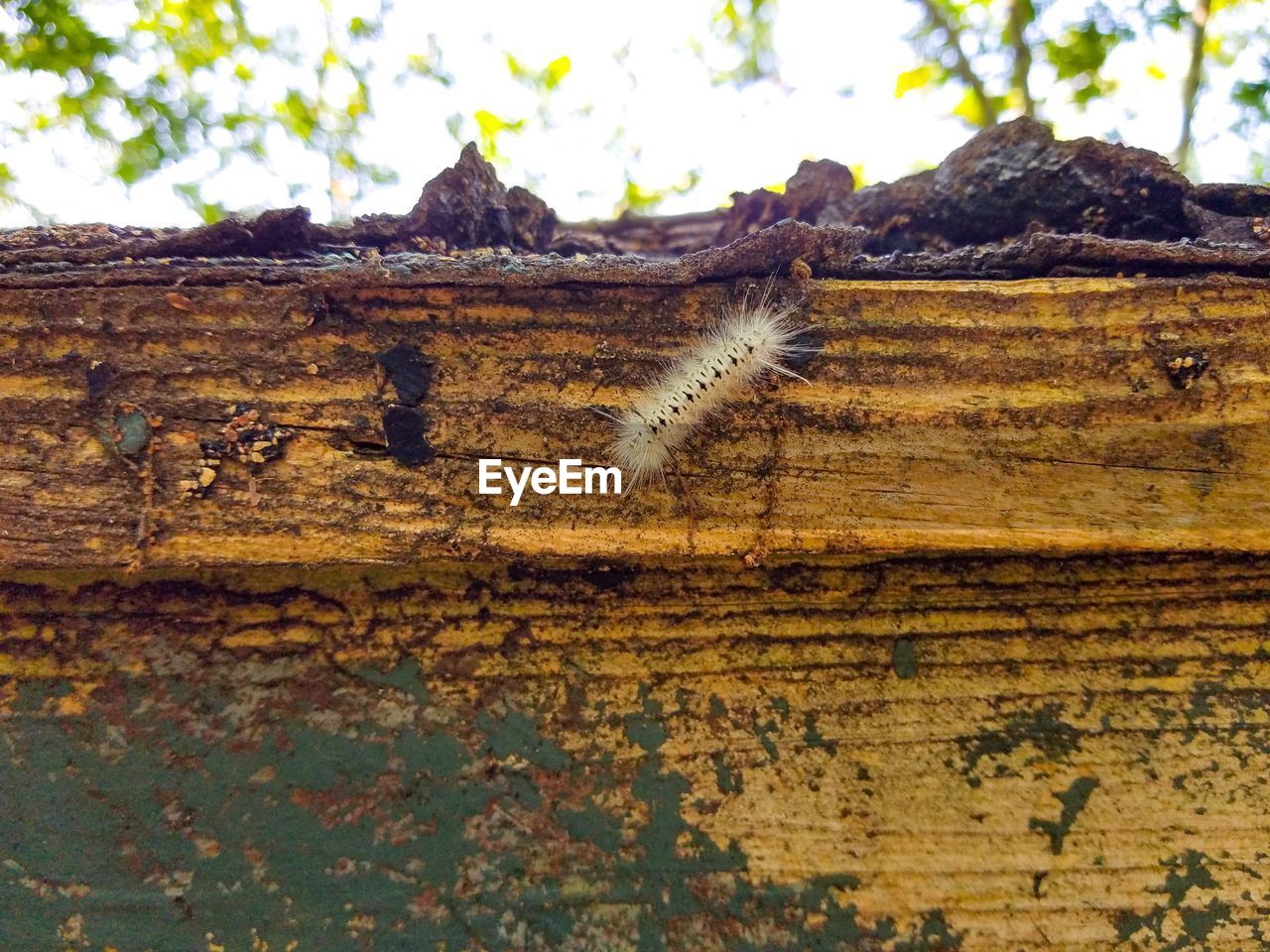 CLOSE-UP OF AN INSECT ON TREE TRUNK