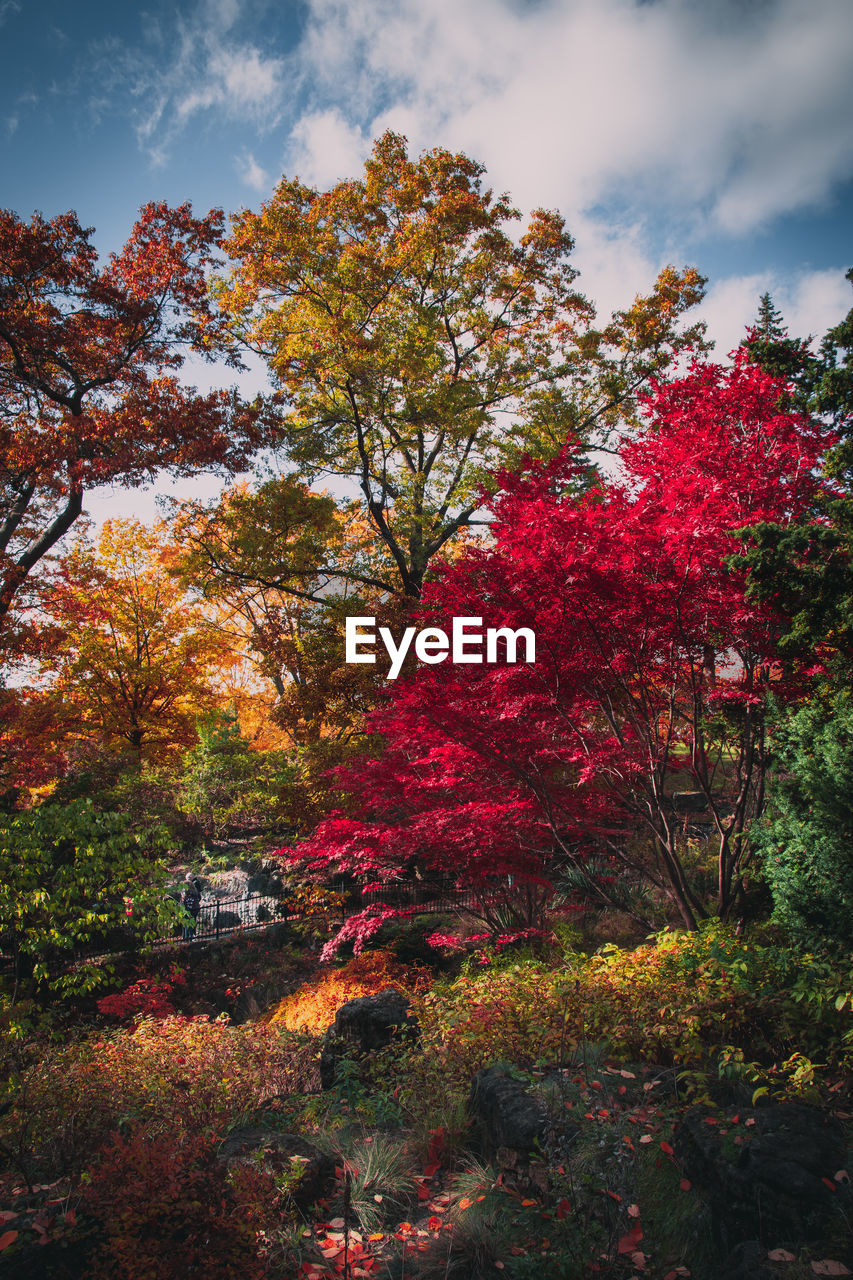 AUTUMN TREES AND PLANTS IN PARK