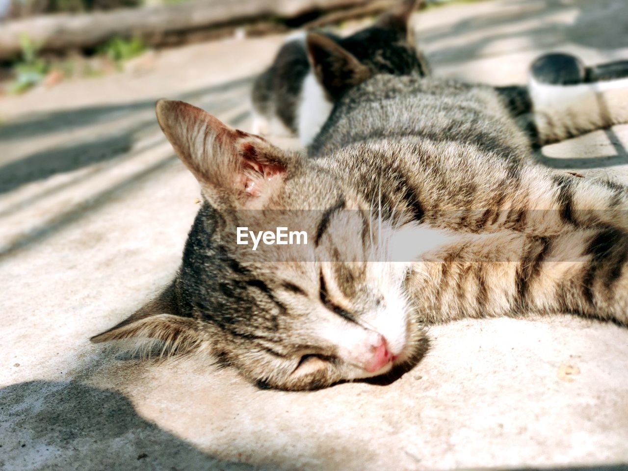 Close-up of a cat sleeping in sun shade