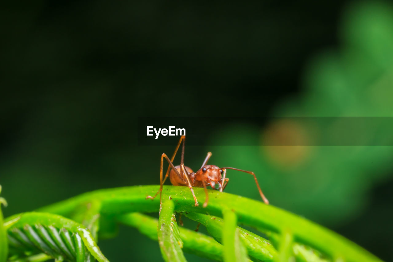 CLOSE-UP OF ANT ON GREEN LEAF