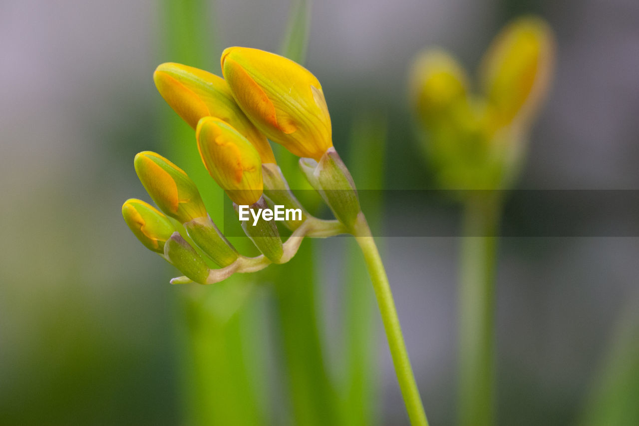 Close-up of yellow flowering plant