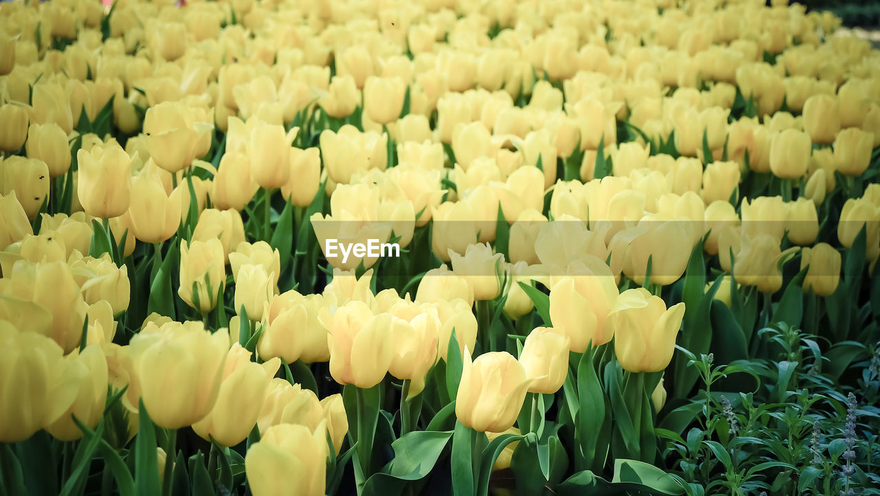 Close-up of tulips blooming outdoors