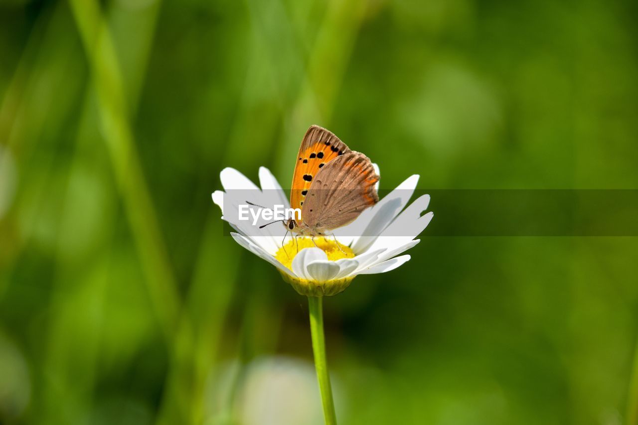 Close-up of butterfly pollinating on flower