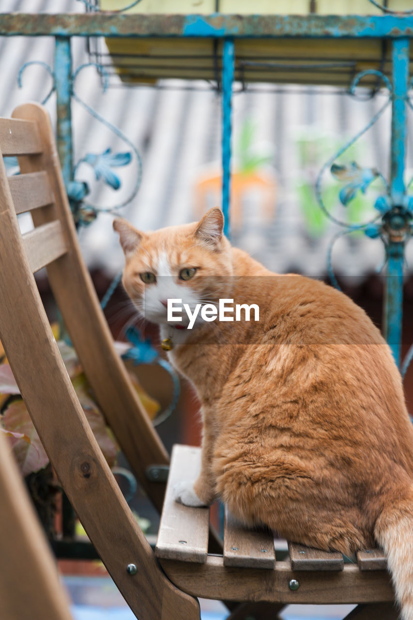 CAT SITTING ON TABLE AT HOME