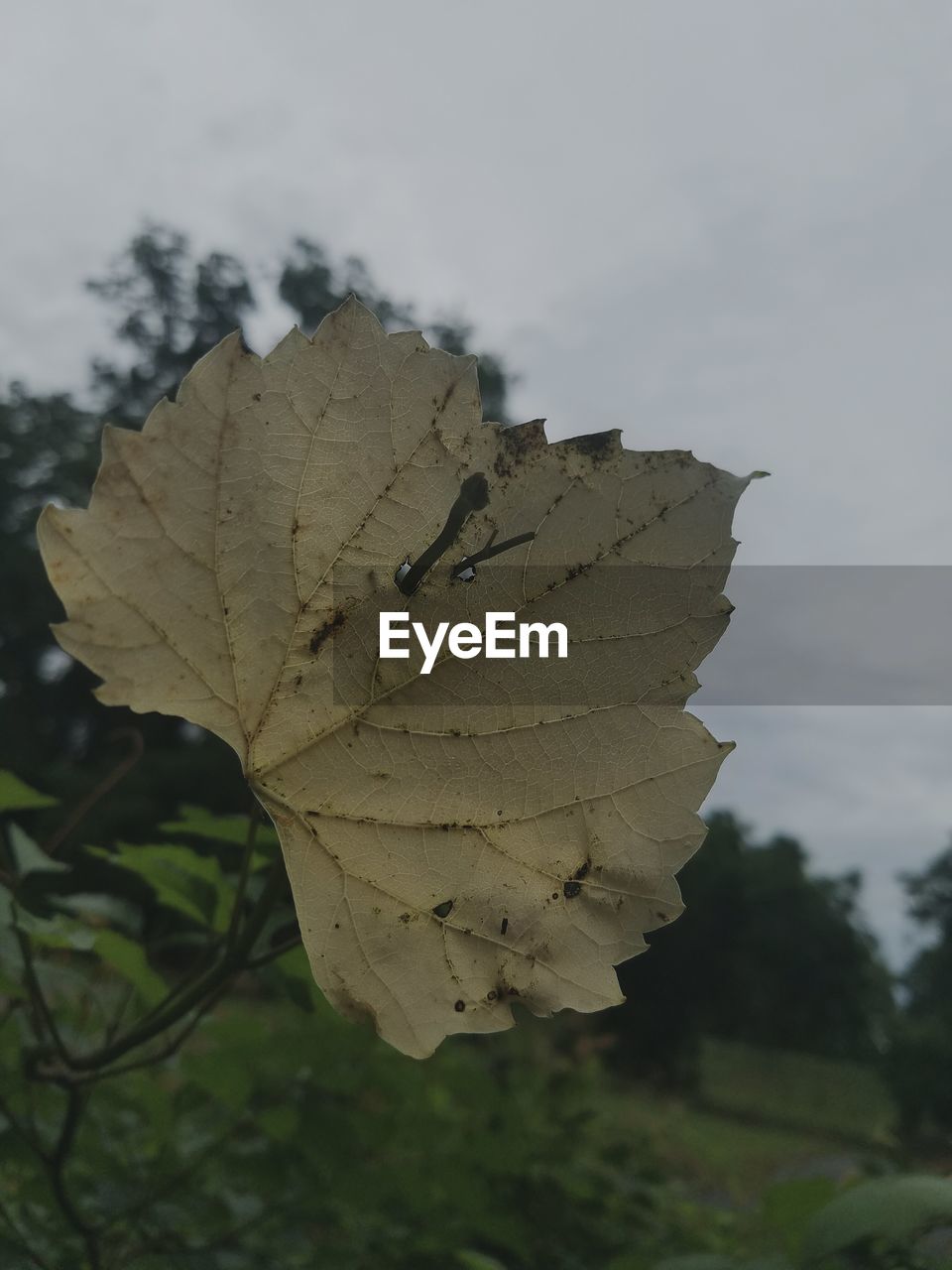 CLOSE-UP OF LEAVES AGAINST SKY