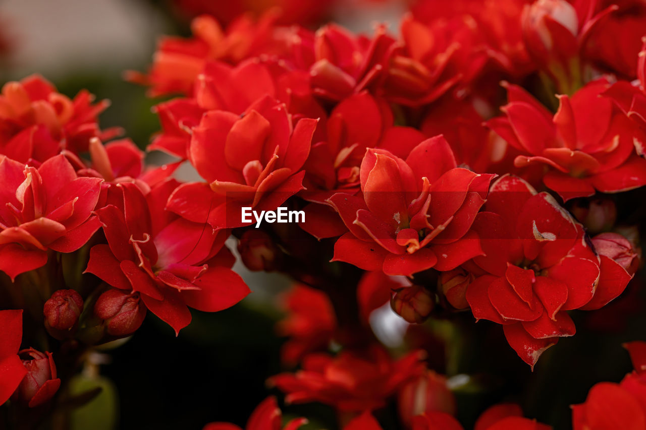 CLOSE-UP OF RED ROSES