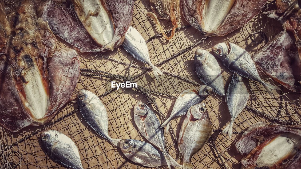 Directly above shot of fish drying on net